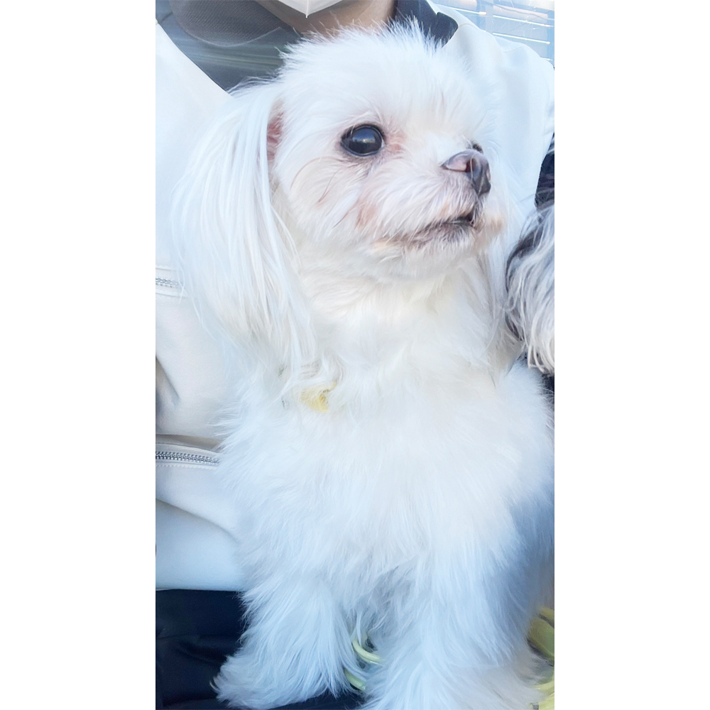 生徒が撮影したモデル犬写真②